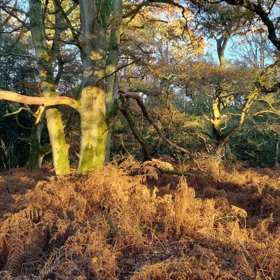 Moss-covered oak trees and golden bracken in autumn woodland