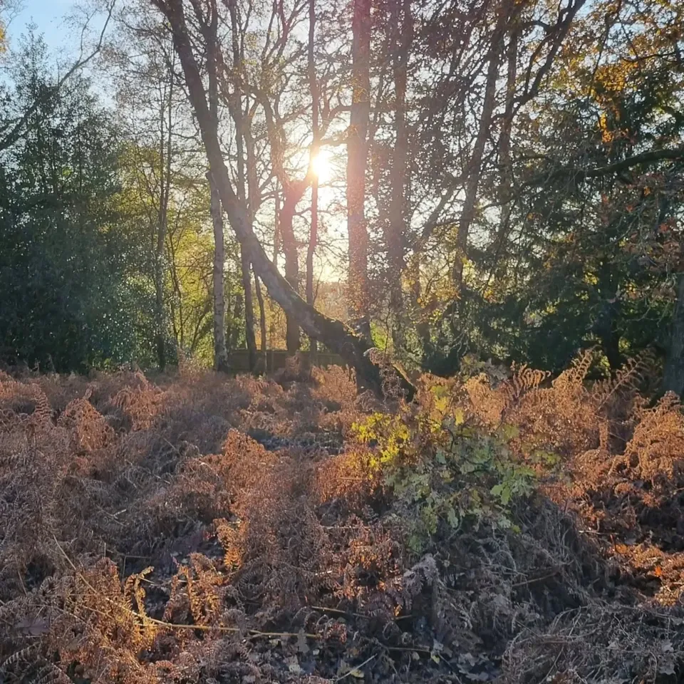 Low November sun through oak trees, bracken in the foreground