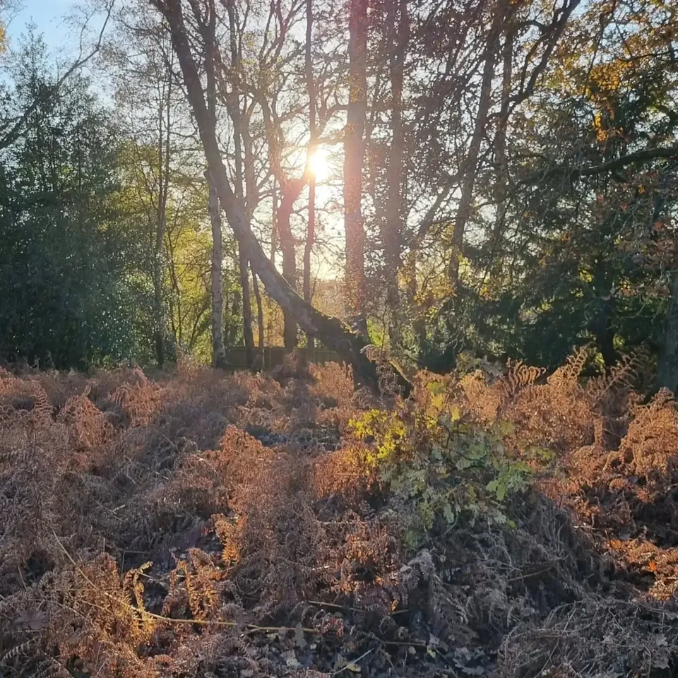Low sun shining through woodland onto golden bracken
