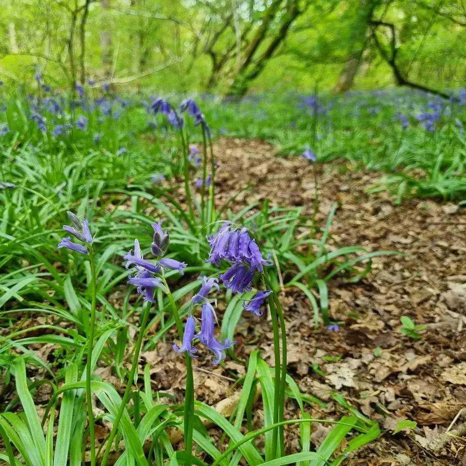 Bluebells on a woodland floor