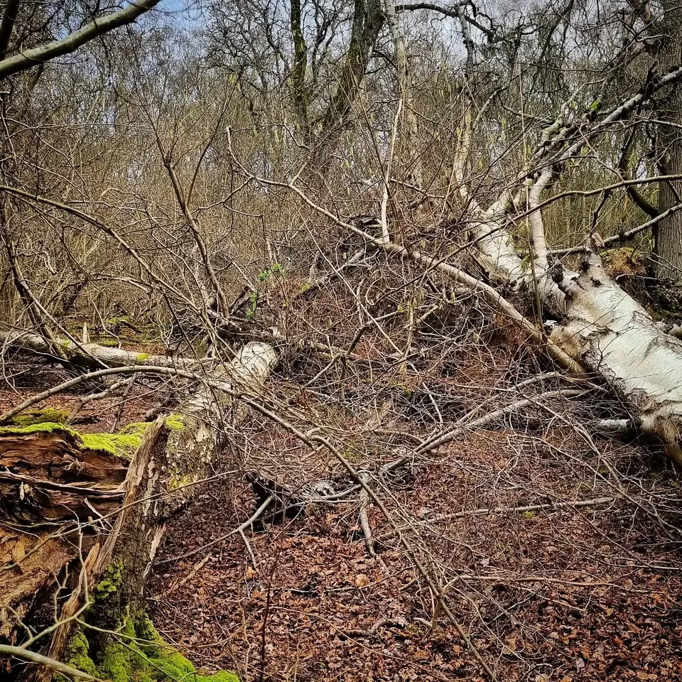 A fallen silver birch among bare branches