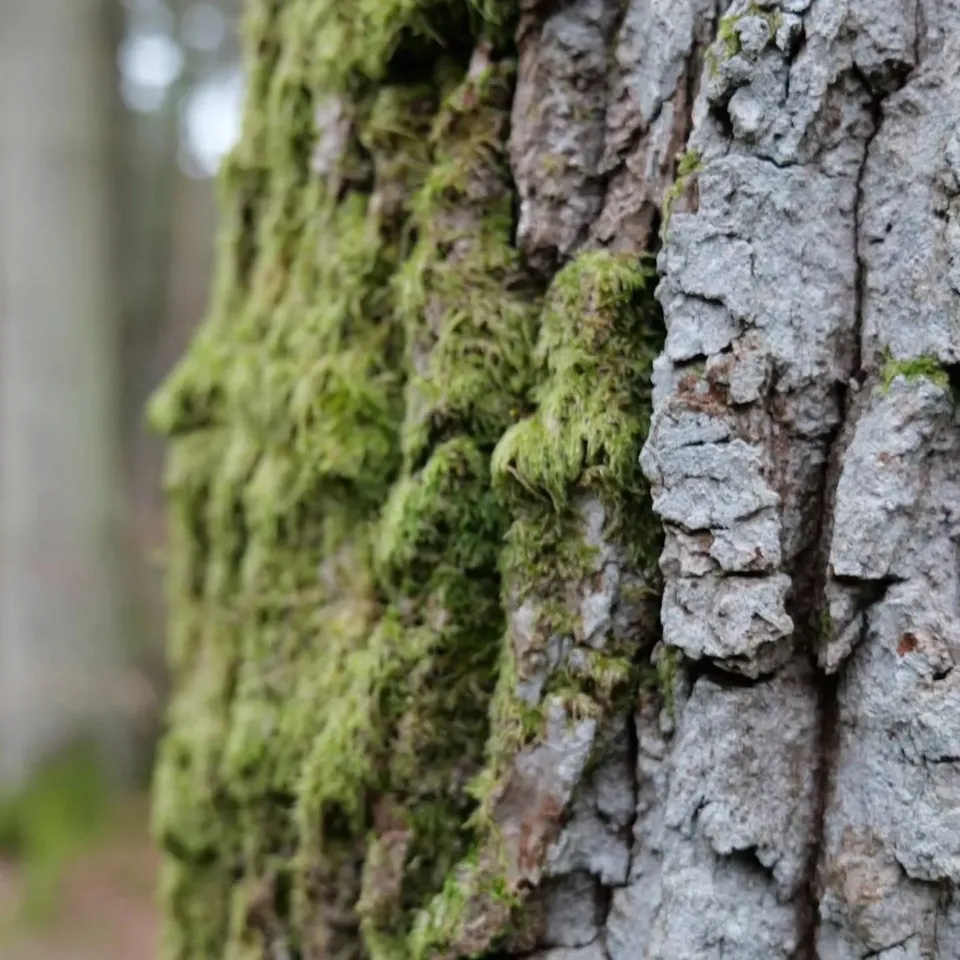 Close-up of moss growing on tree bark