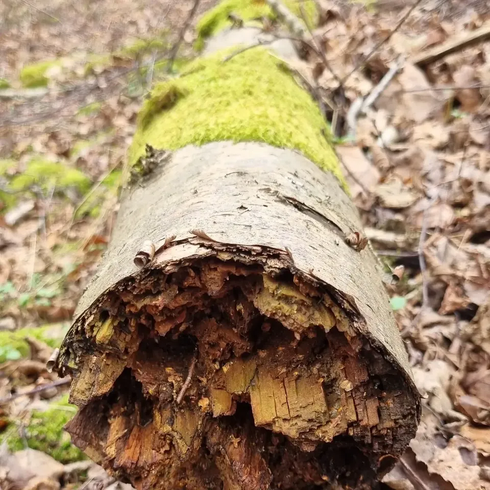 A moss-covered log on a bed of fallen leaves